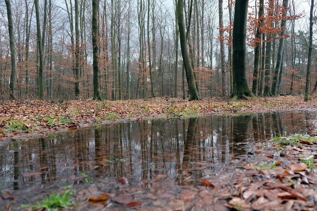 puszcza, niepołomice, Puszcza Niepołomicka